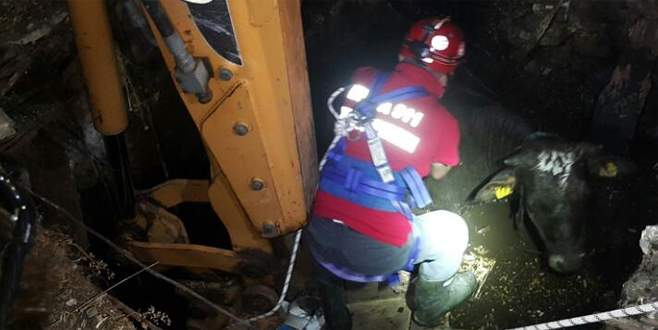 İtfaiye ekipleri kuyuya düşen inek için seferber oldular İtfaiye ekipleri kuyuya düşen inek için seferber oldular