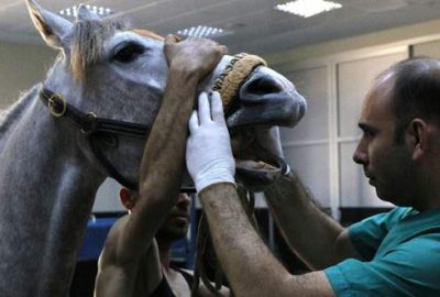 Yarış atlarına özel hastane