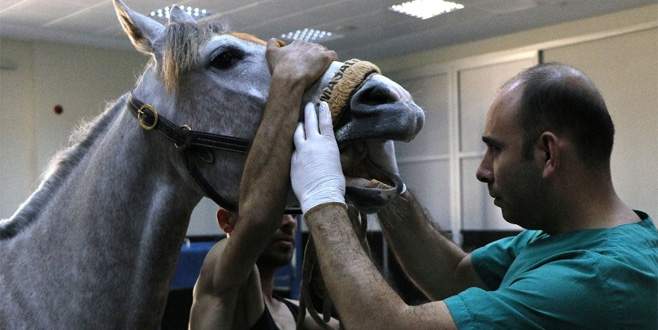 Yarış atlarına özel hastane