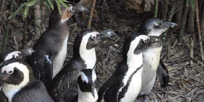 Sıcak havayı görenler hayvanat bahçesine akın etti
