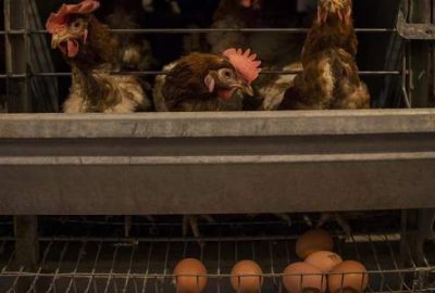 Yumurta üretimi yüzde 7.4 arttı