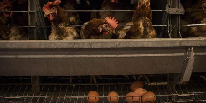 Yumurta üretimi yüzde 7.4 arttı