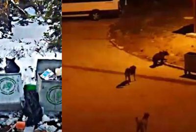 Uludağ’da ayılar ormandan çıkıp yiyecek aradı
