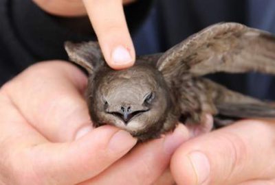 Dünyanın en esrarengiz kuşunu buldular