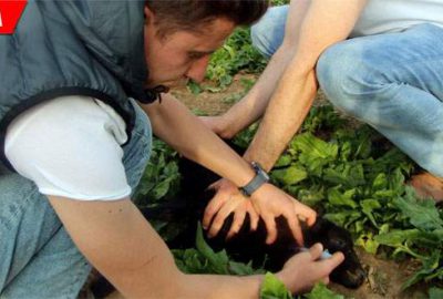 Kullandığı yöntemle kuzuların hayatlarını kurtarıyor