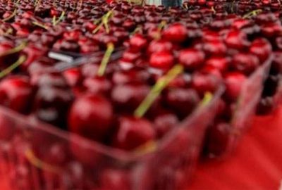 Kiraz ihracatı 200 milyon doları aşacak