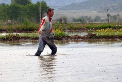Orhangazili çeltik üreticisi alternatif ürüne yöneliyor