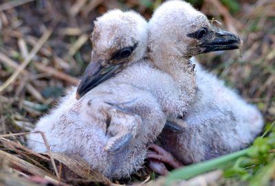Bu leylek yavrularının ebeveyni engelli