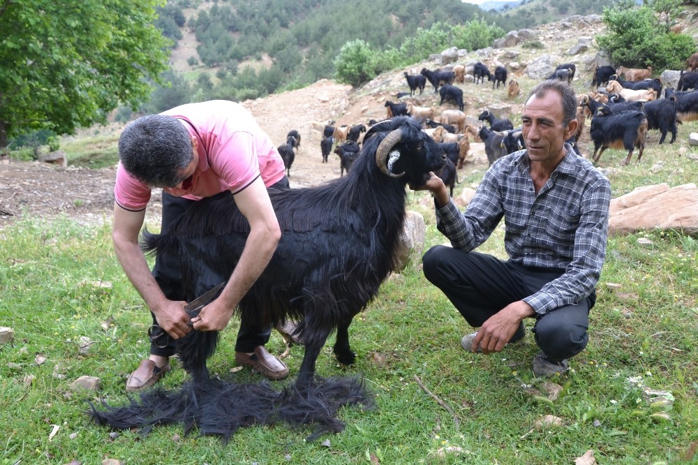 Hassa’da küçükbaş kırkım sezonu başladı