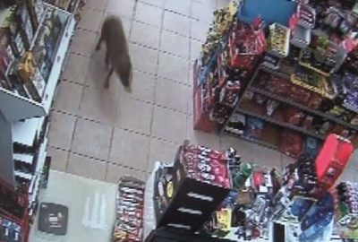 Bursa’da acıkan çakal markete daldı