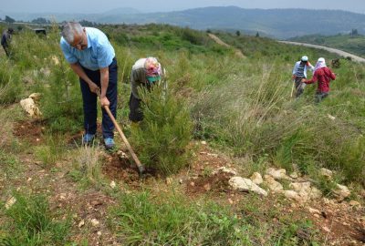 Mersin’de179 hektar alanda dikili 306 bin kızılçam fidanına bakım yapılıyor