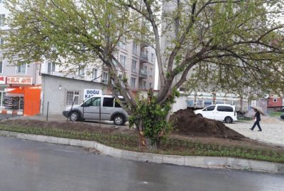 İpekyolu Belediyesi, asırlık dut ağacı için yolun yönünü değiştirdi