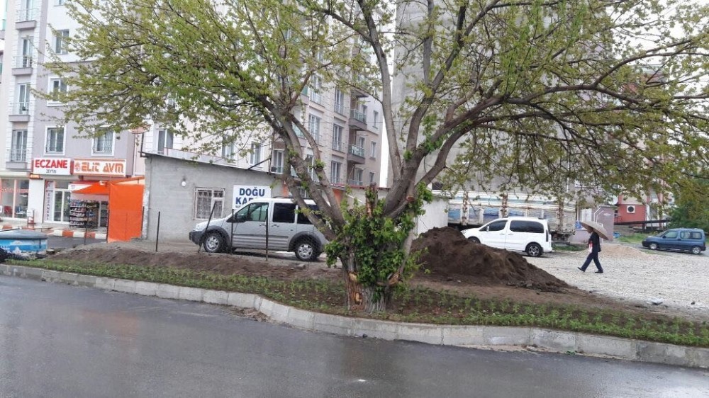 İpekyolu Belediyesi, asırlık dut ağacı için yolun yönünü değiştirdi