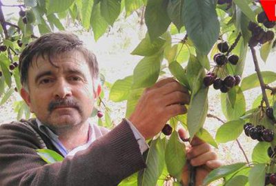 Kiraz toplarken ağaçtan canından oldu