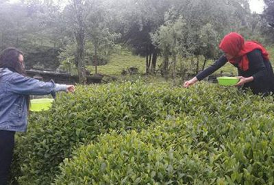 Yaş çay alım fiyatı açıklandı