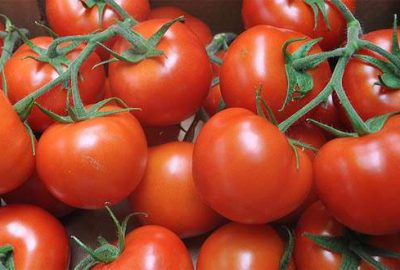 Domates üretiminde Bursa zirvede