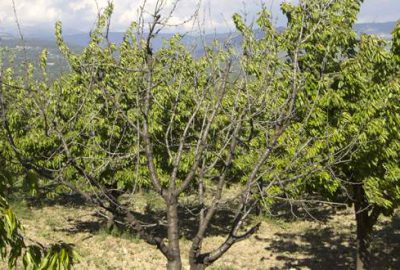 Dağda ve Kestel’de meyveyi soğuk vurdu