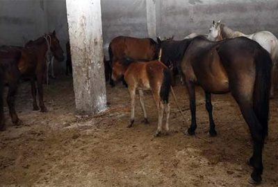 Kaçak at kesimi deposuna operasyon!