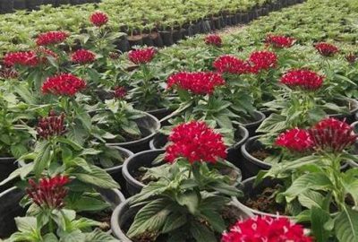 Akdeniz, 120 bin çiçekle renklenecek