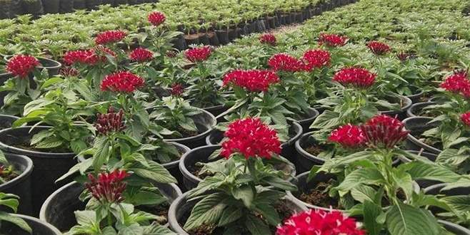 Akdeniz, 120 bin çiçekle renklenecek