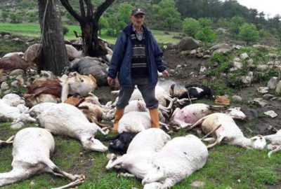 Bursa’da yıldırım isabet eden 53 küçükbaş hayvan telef oldu
