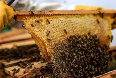 24 kilometre uçuyor arıcılığı tehdit ediyor