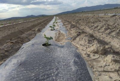 Denizli’de, çekirdeksiz karpuz üretecekler