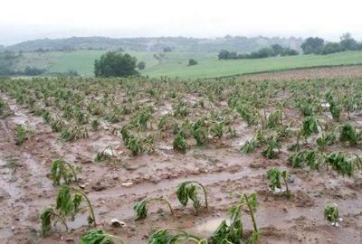Bursa’da dolu ve sel ekili alanlara zarar verdi