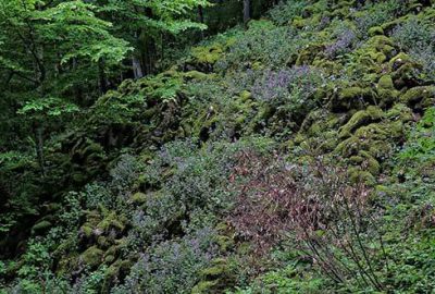 Temiz enerji için ormanı yok edecekler