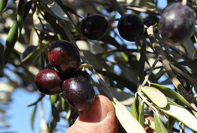 Bakan’dan zeytinliklerle ilgili flaş açıklama