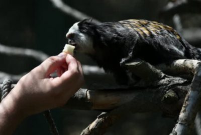 Bursa Hayvanat Bahçesi’ne bayram tatilinde yoğun ilgi