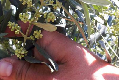 Zeytin üreticisi yeni sezondan ümitli