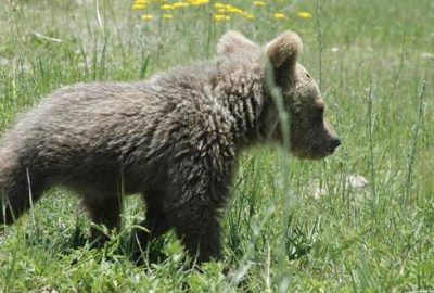 Yavru ayıya ‘Bivan’ ismi verildi