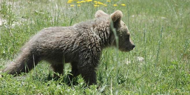Yavru ayıya ‘Bivan’ ismi verildi