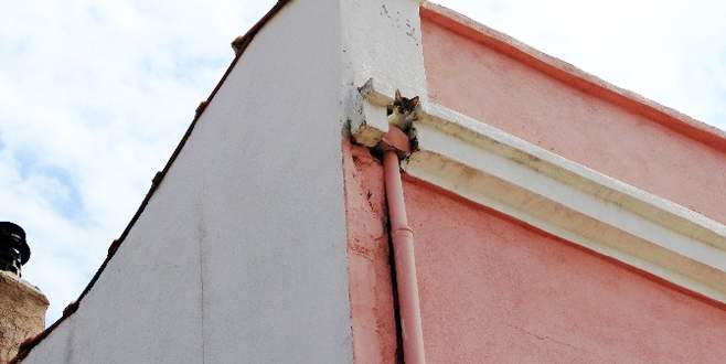 Sevimli kedi hayvansever tarafından kurtarıldı Sevimli kedi hayvansever tarafından kurtarıldı