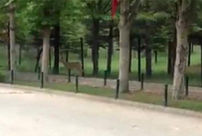 Yolunu kaybeden ceylan üniversite yerleşkesine girdi