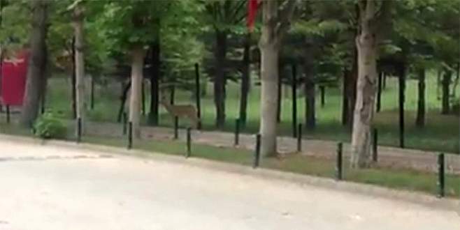 Yolunu kaybeden ceylan üniversite yerleşkesine girdi