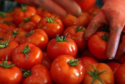 Rusya’dan domates ithalatına ‘şartlı’ yeşil ışık