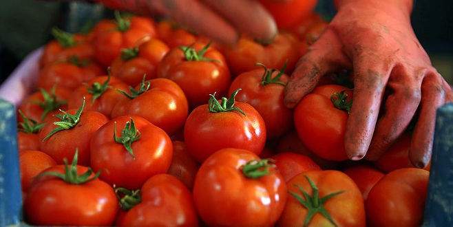 Rusya’dan domates ithalatına ‘şartlı’ yeşil ışık