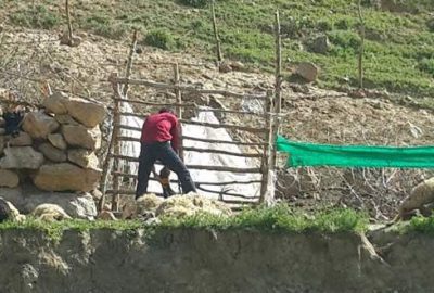 Kurtlar saldırdı, 70 koyun telef oldu