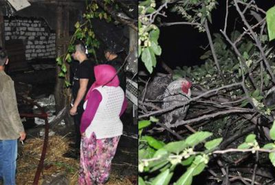 Bursa’da yangın! Kaçan tavuklar ağaca çıktı