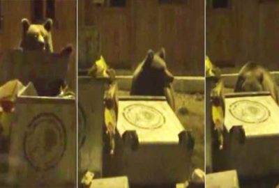 Uludağ’da iftarın davetsiz misafirleri