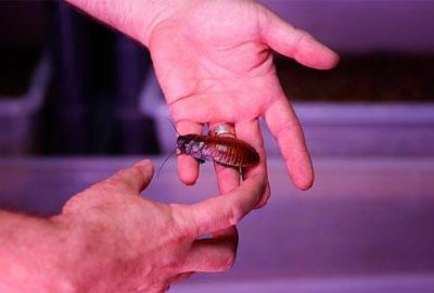 Hamam böceğinin tanesini 4 liradan satıyor