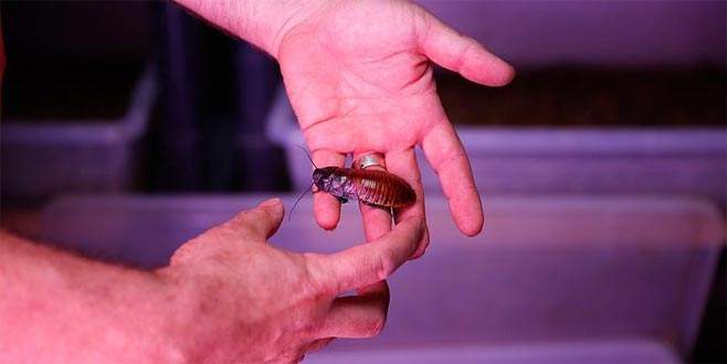 Hamam böceğinin tanesini 4 liradan satıyor