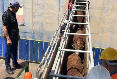 Üreticiye 2 ayda 185 bin besilik hayvan dağıtılacak