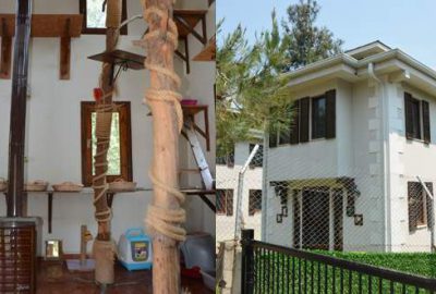 Bu villalar kedilere özel