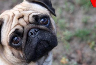 İnternetten köpek almak isterken dolandırıldı