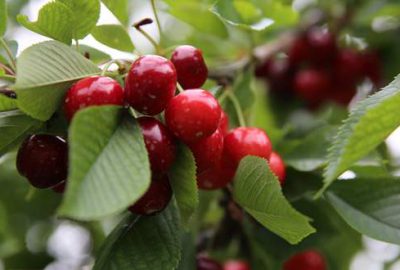 Zordaki üreticinin ‘yardım’ çığlığı