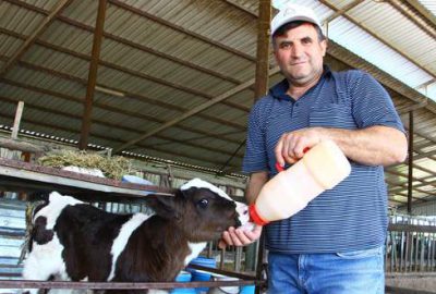 Tuna: Süt inekleri kasaplık oluyor