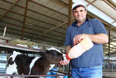 Tuna: Süt inekleri kasaplık oluyor